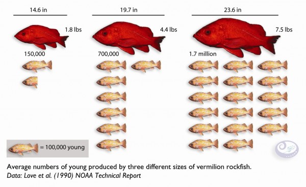 Larger Fish Produce More Fish